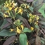 Picture of Lonicera henryi Copper Beauty (PBR)