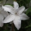 Picture of Clematis Beautiful Bride (PBR)