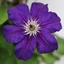 Picture of Clematis Happy Birthday ('Zohapbi') (PBR)