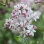 Picture of Deutzia × Hybrida Mont Rose