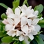Picture of Daphne × transatlantica Eternal Fragrance ('Blafra') (PBR)