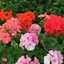 Picture of Geranium Hot 'n' Spicy Mixed