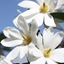 Picture of Magnolia Fairy Magnolia White 'MicJur05' (PBR)
