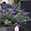 Picture of Buddleja Flutterby Petite Blue Heaven ('Podaras No 8') (PBR) (Flutterby Petite Series)