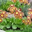 Picture of Primula auricula Bradford City