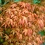 Picture of Acer palmatum Katsura