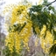 Picture of Acacia dealbata