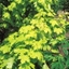 Picture of Acer platanoides Princeton Gold ('Prigo') (PBR)