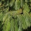Picture of Albizia julibrissin Ombrella ('Boubri') (PBR)