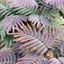 Picture of Albizia julibrissin Chocolate Fountain ('Ncaj1')