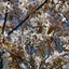Picture of Amelanchier laevis Snowflakes