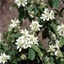 Picture of Amelanchier alnifolia Obelisk (PBR)
