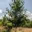 Picture of Betula albosinensis Pink Champagne