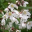 Picture of Philadelphus Dainty Lady (PBR)