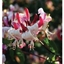 Picture of Lonicera periclymenum Caprilia Imperial ('INOV86') (PBR)