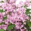 Picture of Syringa Bloomerang Pink Perfume ('Pink Perfume')