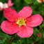 Picture of Potentilla fruticosa Danny Boy ('Lissdan') (PBR)