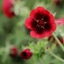 Picture of Potentilla thurberi Monarch's Velvet