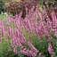Picture of Agastache Cotton Candy (PBR)