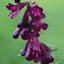 Picture of Penstemon Raven (Bird Series)