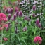 Picture of Trifolium rubens