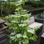 Picture of Viburnum plicatum f. tomentosum Kilimanjaro ('Jww1') (PBR)