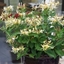 Picture of Lonicera Blond & Beyond ('Honey Baby') (PBR)