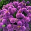 Picture of Allium Millennium