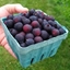 Picture of Amelanchier alnifolia Northline