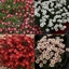 Picture of Saxifraga collection