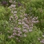 Picture of Baptisia Pink Truffles (Decadence Series)