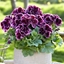 Picture of Pelargonium Elegance Imperial