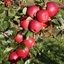 Picture of apple Red Windsor