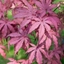 Picture of Acer palmatum Amagi-shigure