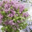 Picture of Syringa meyeri Flowerfesta Pink ('Anny200817') (PBR) (Flowerfesta Series)