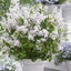 Picture of Syringa meyeri Flowerfesta White ('Anny200810') (PBR) (Flowerfesta Series)