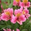 Picture of Alstroemeria Uranus (Planet Series)