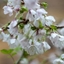 Picture of Prunus incisa Kojo-no-mai