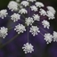 Picture of Ammi majus