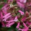 Picture of Salvia Kisses and Wishes (PBR)