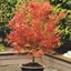 Picture of Acer palmatum Wilson's Pink Dwarf