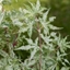 Picture of Acer palmatum Uki-gumo