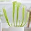 Picture of Sarracenia flava