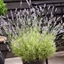 Picture of Lavandula angustifolia Platinum Blonde ('Momparle') (PBR)