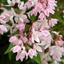 Picture of Deutzia × rosea Yuki Cherry Blossom ('Ncdx2') (PBR)