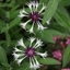 Picture of Centaurea montana Purple Heart