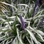 Picture of Liriope muscari Okina