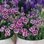 Picture of Dianthus Pink Kisses ('Kledg12163') (PBR)
