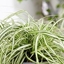 Picture of Carex oshimensis Everlite (PBR) (EverColor Series)