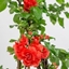 Picture of Chaenomeles speciosa Orange Storm (PBR)